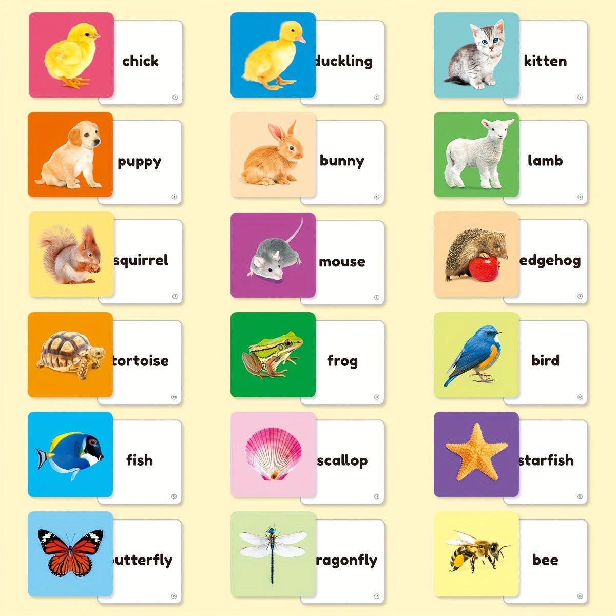 Cat Shop Boys - Teeny Baby® Animals Flashcards: 54 Cards with Vibrant Animal Images and English Words for Early Learning